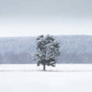 Lonely Tree During Snow Blizzard Captured In Slovakia, Europe Art Print