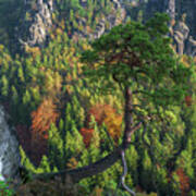 Lonely Tree In The Elbe Sandstone Mountains Art Print