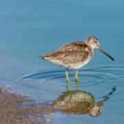Long-billed Dowitcher Probing In The Mud Art Print