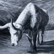 Longhorn Cow Approaching Art Print