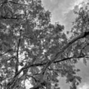 Looking Up In Black And White Infrared Art Print