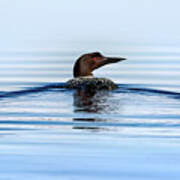 Loon At The Lake Art Print