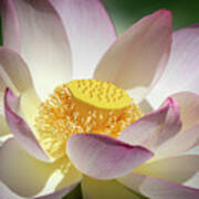 Lotus Flower Bloom Art Print