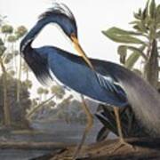 Louisiana Heron - Hydranassa Tricolor, 1827 Art Print