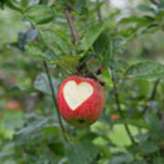 Love Apples Art Print