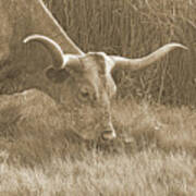 Lunchtime For Longhorn Cow In Sepia Art Print