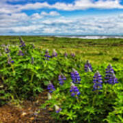 Lupines At The Edge Of The Sea In Square Art Print