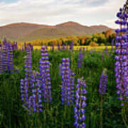 Lupines Of The White Mountains In New Hampshire I Art Print