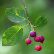 Luscious Berries - Serviceberry Art Print