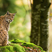 Lynx In Bavarian Forest Art Print