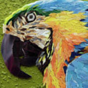 Mackey The Blue And Yellow Macaw Art Print