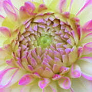 Macro Bright Pink, Yellow And White Dahlia Bloom Art Print