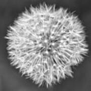 Macro Dandelion In Black And White Art Print