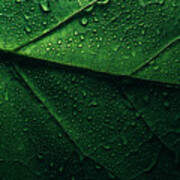 Macro Green Leaf With Water Droplets Art Print