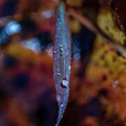 Macro Photography - Autumn Water Drops Art Print