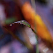 Macro Photography - Fall Foliage Art Print