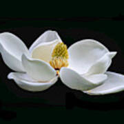Magnolia Blossom 01 Op Art Print