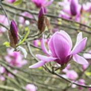 Magnolia Eleanor May Tree Flower In Spring Art Print