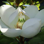 Majestic Magnolia Opening Art Print