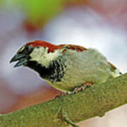 Male House Sparrow In Cranky Mode Art Print