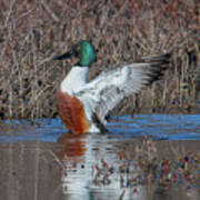 Male Northern Shoveler Drying Off After Bathing Dwf0235 Art Print