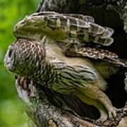 Mama Barred Owl Leaving The Nest Art Print