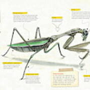 Mantis Art Print