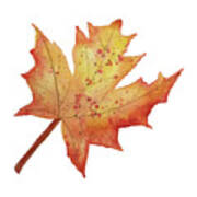 Maple Leaf Art Print