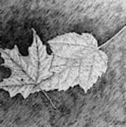 Maple Leaves Art Print