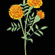 Marigold October Birth Month Flower Botanical Print On Black - Art By Jen Montgomery Art Print