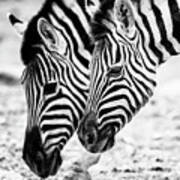 Markings On A Zebra's Face Art Print