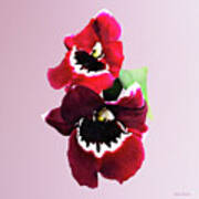 Maroon Miltonia Orchid Art Print