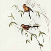Masked Grass Finch, Poephila Personata Art Print
