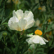 Matilija Poppies 5 Art Print