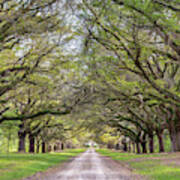 Maurene Plantation Avenue Of Oaks, Hardeeville, South Carolina Art Print