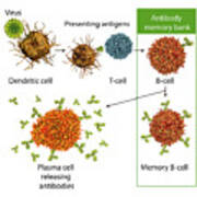 Mechanisms Of Immune Defence Against Viruses, Illustration Art Print