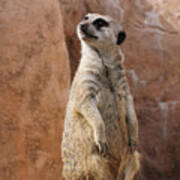 Meerkat Standing Guard Art Print