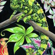 Meller's Chameleon Art Print