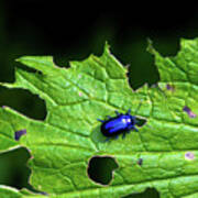 Metallic Blue Leaf Beetle On Green Leaf With Holes Art Print