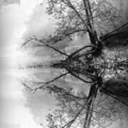 Misty Morning Tree Reflections Black And White Art Print