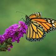 Monarch Butterfly Art Print