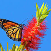 Monarch Butterfly And Bottlebrush Flower Art Print