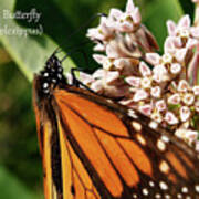 Monarch Butterfly, Male Art Print