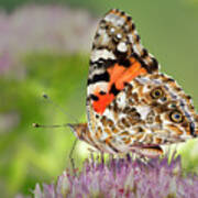 Painted Lady Butterfly Profile Art Print