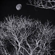 Moon And Bare Trees 6957 Art Print