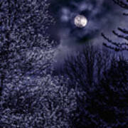 Moonlit Trees Art Print