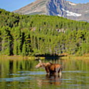 Moose And Swiftcurrent Mountain Art Print