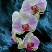 Moth Orchids On Blue Art Print