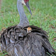 Mother Sandhill Crane And Chick Cps Art Print