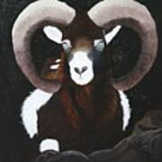Mouflon Ram Art Print